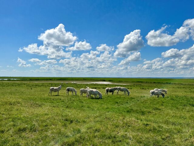 Weiße Esel grasen auf einer grünen Wiese unter blauem Himmel.